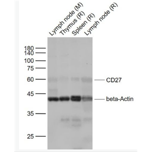 Anti-CD27 antibody-CD27抗体