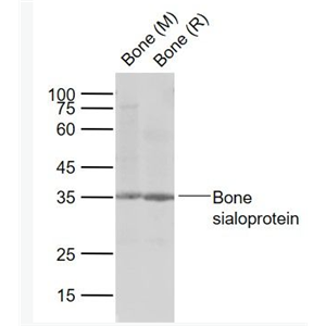 Anti-Bone sialoprotein antibody-骨涎蛋白抗体