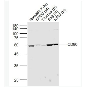 Anti-CD80 antibody-刺激分子B7-1蛋白抗体