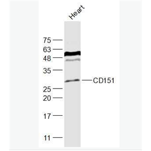 Anti-CD151 antibody-CD151抗体