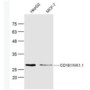 Anti-KLRB1 antibody-CD161抗體