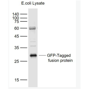 Anti-EGFP antibody-重组增强型绿色荧光蛋白抗体,EGFP