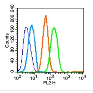 Anti-Phospho-Met (Tyr1234 + Tyr1235) antibody-磷酸化肝细胞生长因子受体(原癌基因)抗体
