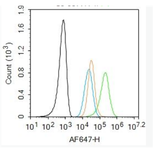 Anti-phospho-MCSF Receptor (Tyr723) antibody-磷酸化巨噬细胞集落刺激因子受体抗体