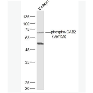 Anti-phospho-GAB2 (Ser159) antibody-磷酸化接头蛋白Gab2抗体