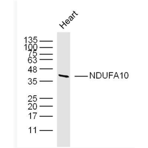 Anti-NDUFA10 antibody-NADH氧化还原酶辅酶10抗体