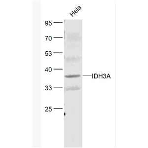 Anti-IDH3A antibody-草酰琥珀酸脱羧酶α抗体