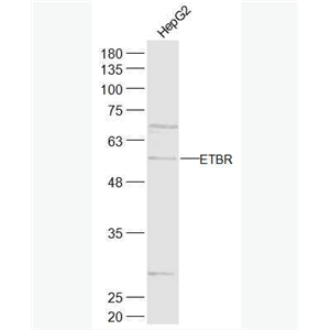 Anti-ETBR antibody-内皮素B受体抗体