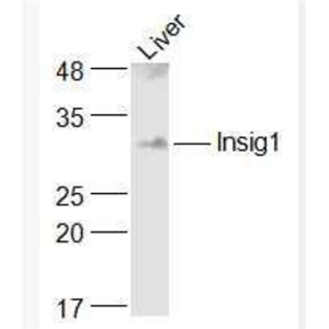Anti-Insig1 antibody-胰岛素诱导基因1抗体