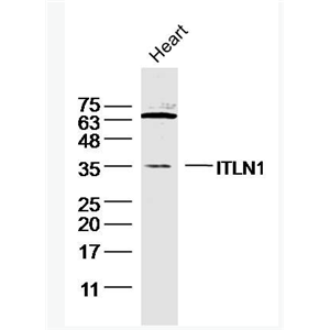 Anti-ITLN1 antibody-内皮细胞凝集素HL1抗体