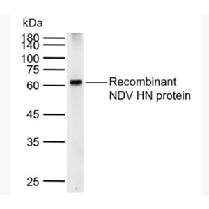 Anti-NDV HN  antibody-鸡新城疫血凝素－神经氨酸酶抗体