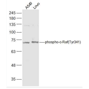 Anti-phospho-RAF1 (Tyr341)antibody-磷酸化原癌基因RAF1抗体,phospho-RAF1 (Tyr341)