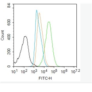 Anti-phospho-RUNX2 (Ser451) antibody-磷酸化成骨特异性转录因子抗体