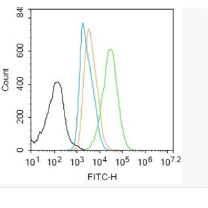 Anti-phospho-RUNX2 (Ser451) antibody-磷酸化成骨特异性转录因子抗体,phospho-RUNX2 (Ser451)