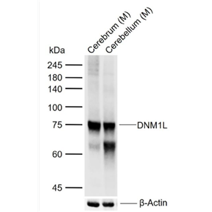Anti-DNM1L antibody-动力相关蛋白1抗体