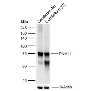 Anti-DNM1L antibody-动力相关蛋白1抗体,DNM1L