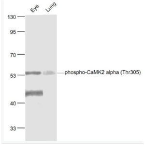 Anti-phospho-CaMK2 alpha (Thr305) antibody-磷酸化钙/钙调素依赖蛋白激酶2α抗体