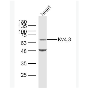 Anti-Kv4.3 antibody-离子通道蛋白Kv4.3抗体