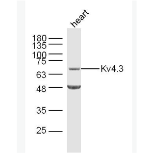 Anti-Kv4.3 antibody-离子通道蛋白Kv4.3抗体,Kv4.3