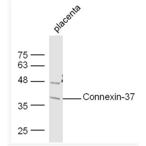 Anti-Connexin-37 antibody-间隙连接蛋白37抗体