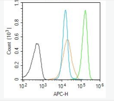 Anti-phospho-STAT5b (Ser731)  antibody-磷酸化信号转导和转录激活因子5b抗体,phospho-STAT5b (Ser731)