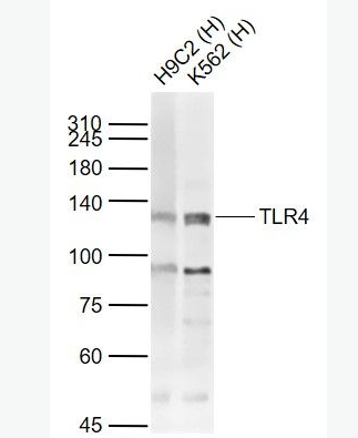 Anti-TLR4 antibody-Toll样受体4（CD284）抗体,TLR4