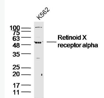 Anti-Retinoid X receptor alpha antibody-核受体RXRα抗体,Retinoid X receptor alpha