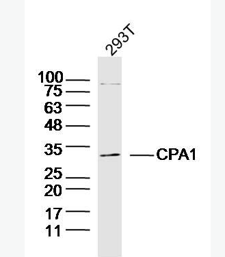 Anti-CPA1 antibody-胰羧肽酶A1抗体,CPA1