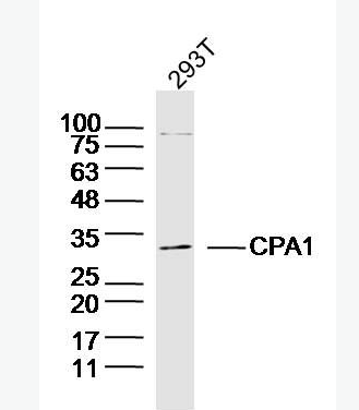 Anti-CPA1 antibody-胰羧肽酶A1抗體,CPA1