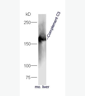 Anti-Complement C3 antibody-过敏毒素C3（补体C3）抗体,Complement C3