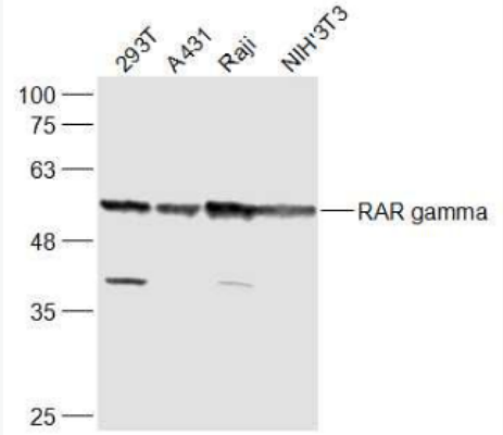 Anti-RAR gamma antibody-维甲酸受体γ抗体,RAR gamma