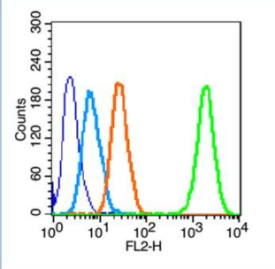 Anti-Bone Alkaline Phosphatase antibody-骨碱性磷酸酶抗体,Bone Alkaline Phosphatase