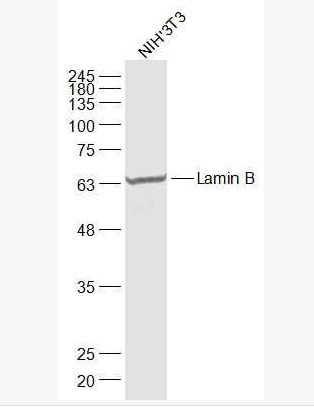 Anti-Lamin B (Nuclear Loading Control) antibody-核纤层蛋白B(核内参)抗体,Lamin B (Nuclear Loading Control)