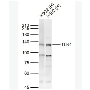 Anti-TLR4 antibody-Toll样受体4（CD284）抗体