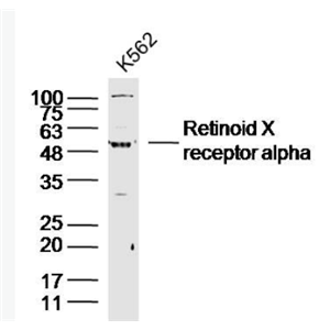 Anti-Retinoid X receptor alpha antibody-核受体RXRα抗体