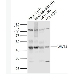 Anti-WNT4 antibody-信号通路Wnt4抗体