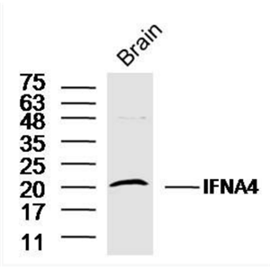 Anti-IFNA4 antibody-干扰素α4抗体