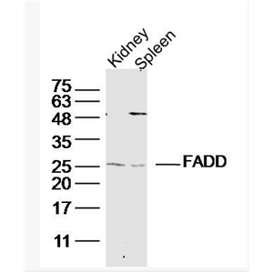Anti-FADD  antibody-Fas死亡结构域相关蛋白抗体