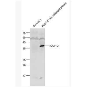 Anti-PDGF-D/SCDGFB antibody-血小板源性生长因子D/脊髓源性生长因子B抗体