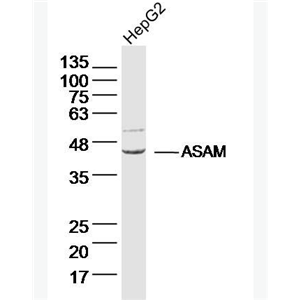 Anti-ASAM antibody-脂肪细胞特异性粘附分子抗体