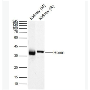 Anti-Renin antibody-肾素/血管紧张素形成酶Ren1抗体