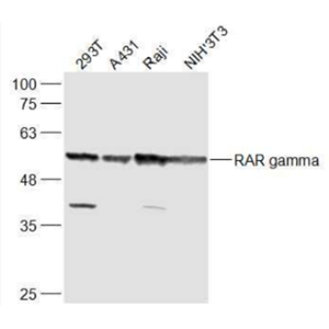 Anti-RAR gamma antibody-维甲酸受体γ抗体