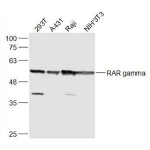 Anti-RAR gamma antibody-维甲酸受体γ抗体,RAR gamma