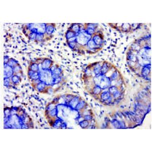 Anti-NPHS2 antibody-肾小球裂孔膜蛋白PDCN抗体