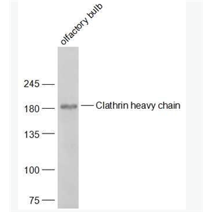 Anti-Clathrin heavy chain antibody-网格蛋白重链抗体
