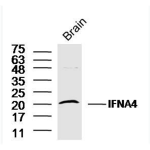 Anti-IFNA4 antibody-干擾素α4抗體.