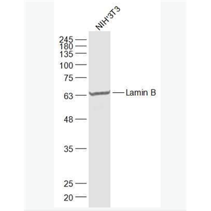 Anti-Lamin B (Nuclear Loading Control) antibody-核纤层蛋白B(核内参)抗体,Lamin B (Nuclear Loading Control)
