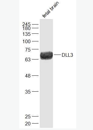 Anti-DLL3 antibody-Notch信号通路Delta样配体3抗体,DLL3