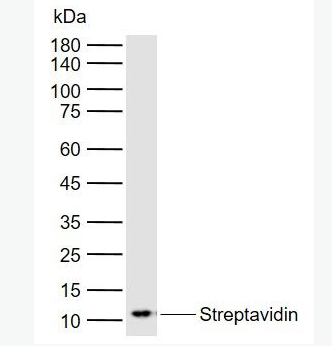 Anti-Streptavidin antibody-链酶亲和素抗体,Streptavidin