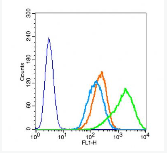 Anti-WDR16 antibody-WD重复蛋白16抗体,WDR16